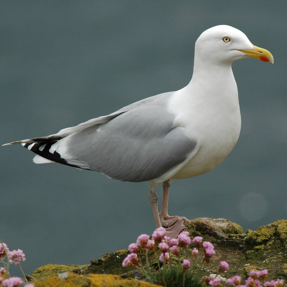 identify-the-top-seaside-birds-coastal-guide